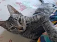 Suri