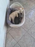 Suri