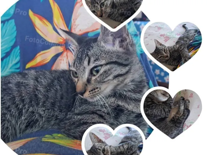 Gato ra a SRD-ViraLata idade 2 a 6 meses nome Suri