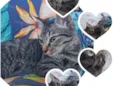 Suri