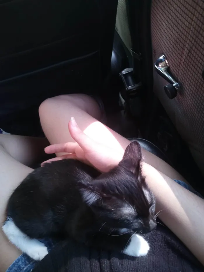 Gato ra a SRD-ViraLata idade 2 a 6 meses nome Penélope 