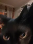 NINA