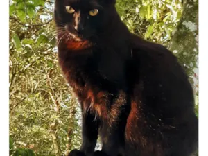 Gato raça SRD-ViraLata idade 6 ou mais anos nome NINA