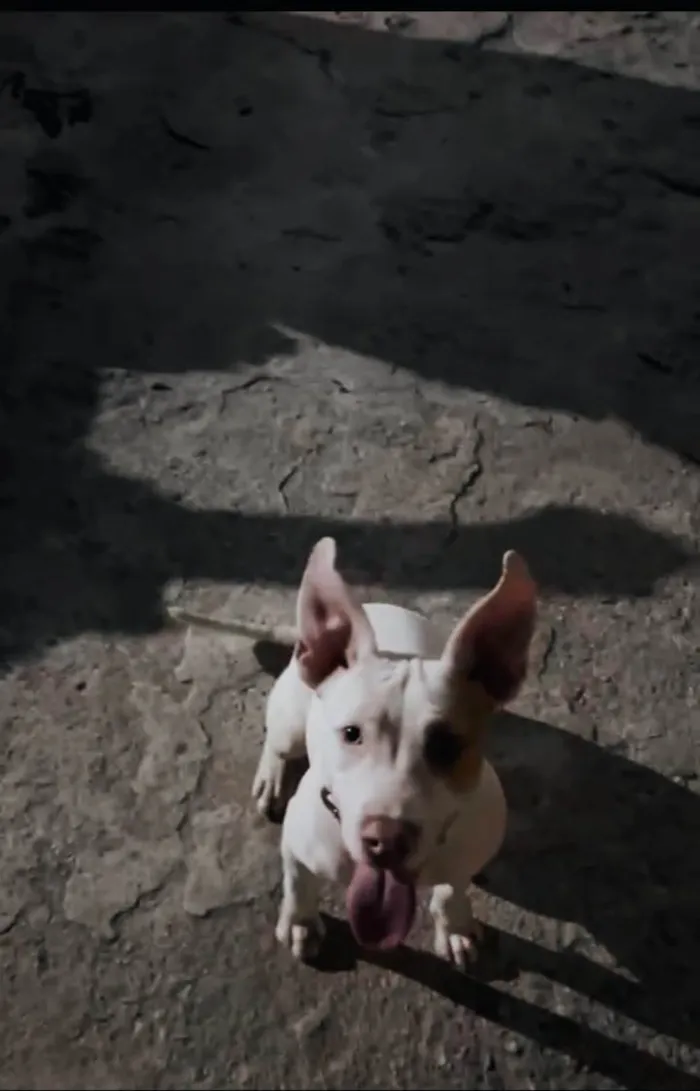 Cachorro ra a SRD-ViraLata idade 2 a 6 meses nome Hannah 