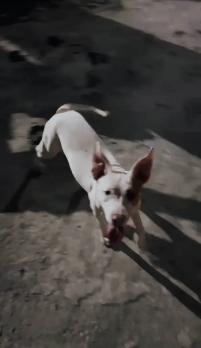 Cachorro ra a SRD-ViraLata idade 2 a 6 meses nome Hannah 