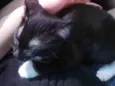 Penélope