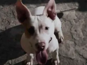 Cachorro raça SRD-ViraLata idade 2 a 6 meses nome Hannah 