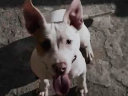Cachorro raça SRD-ViraLata idade 2 a 6 meses nome Hannah 