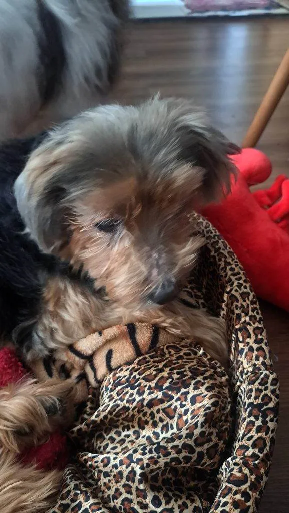 Cachorro ra a SRD-ViraLata idade 7 a 11 meses nome Porte P Urgente