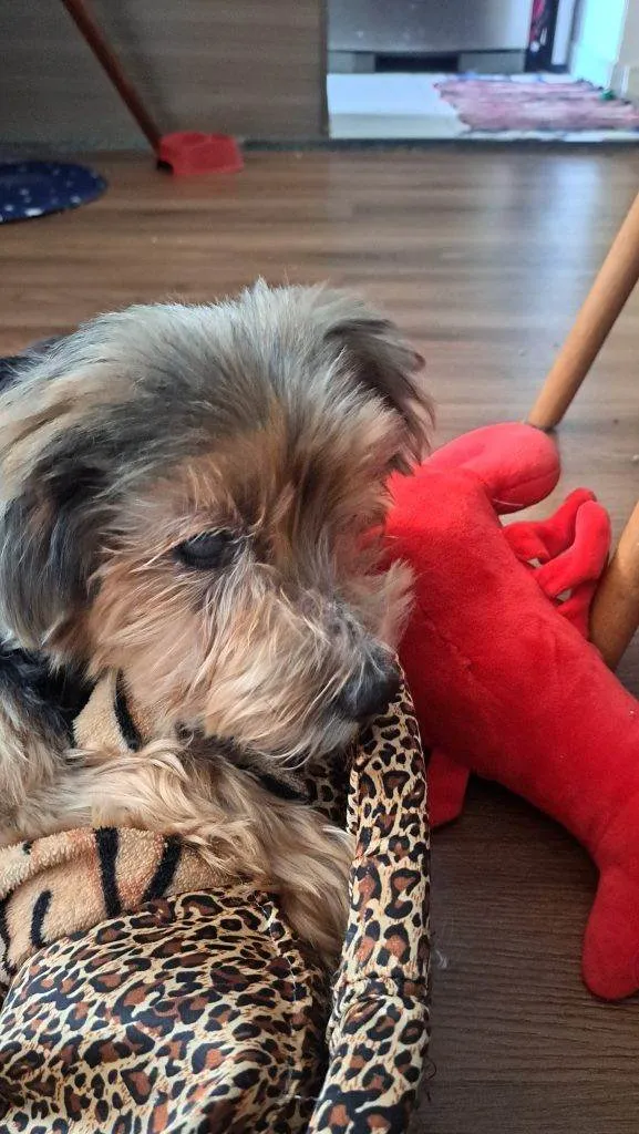 Cachorro ra a SRD-ViraLata idade 7 a 11 meses nome Porte P Urgente