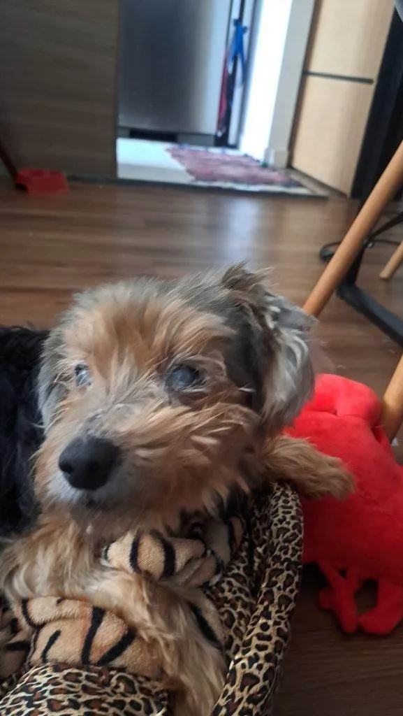 Cachorro ra a SRD-ViraLata idade 7 a 11 meses nome Porte P Urgente