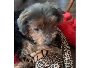 Cachorro raça SRD-ViraLata idade 7 a 11 meses nome Porte P Urgente