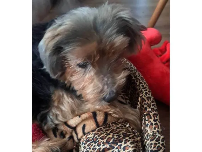Cachorro ra a SRD-ViraLata idade 7 a 11 meses nome Porte P Urgente