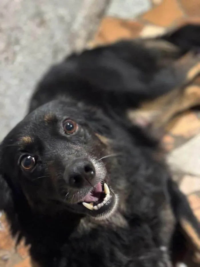 Cachorro ra a SRD-ViraLata idade Abaixo de 2 meses nome Filhotes Urgente