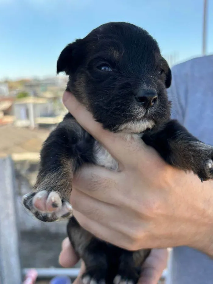 Cachorro ra a SRD-ViraLata idade Abaixo de 2 meses nome Filhotes Urgente