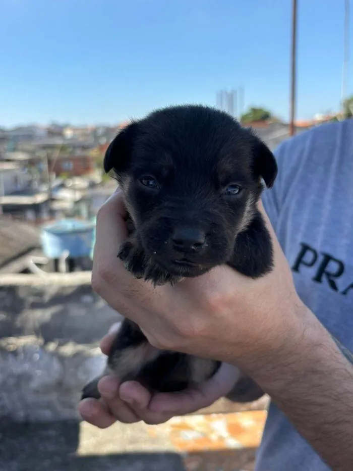 Cachorro ra a SRD-ViraLata idade Abaixo de 2 meses nome Filhotes Urgente