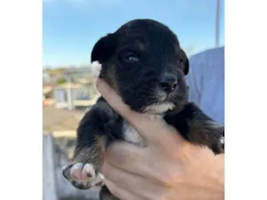 Cachorro raça SRD-ViraLata idade Abaixo de 2 meses nome Filhotes Urgente