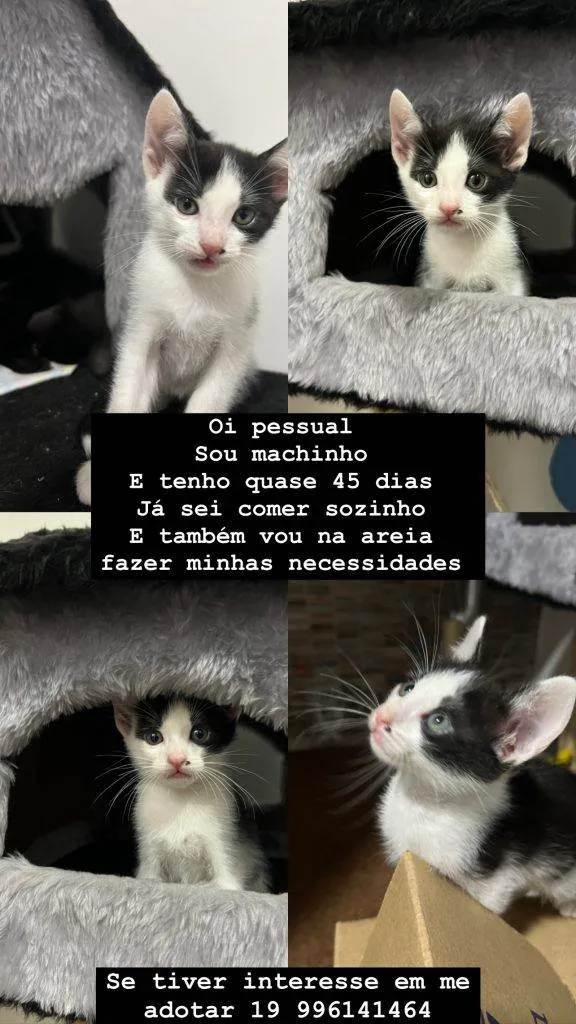 Gato ra a SRD-ViraLata idade Abaixo de 2 meses nome Filhotes Urgente