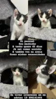 Filhotes Urgente