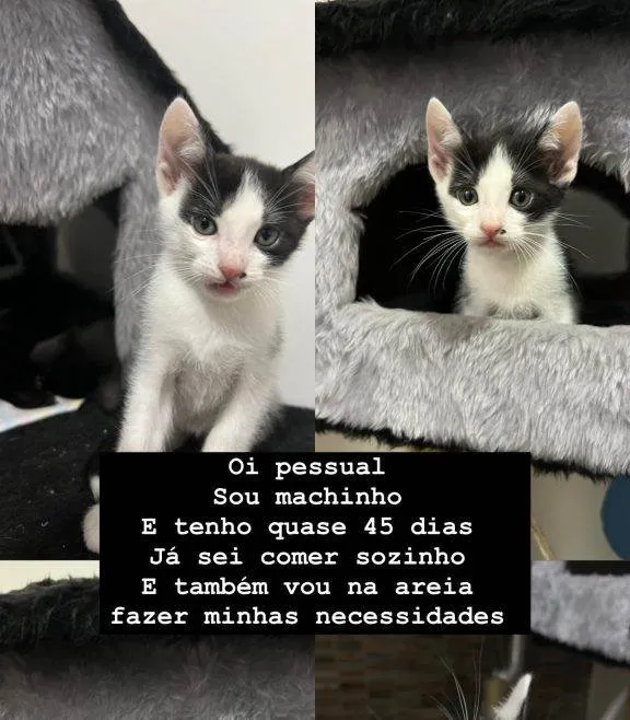 Gato ra a SRD-ViraLata idade Abaixo de 2 meses nome Filhotes Urgente