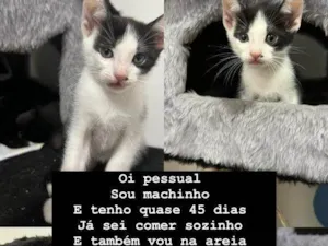 Gato raça SRD-ViraLata idade Abaixo de 2 meses nome Filhotes Urgente