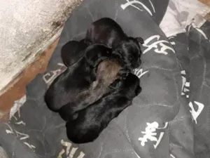 Cachorro raça SRD-ViraLata idade Abaixo de 2 meses nome Filhotes Urgente