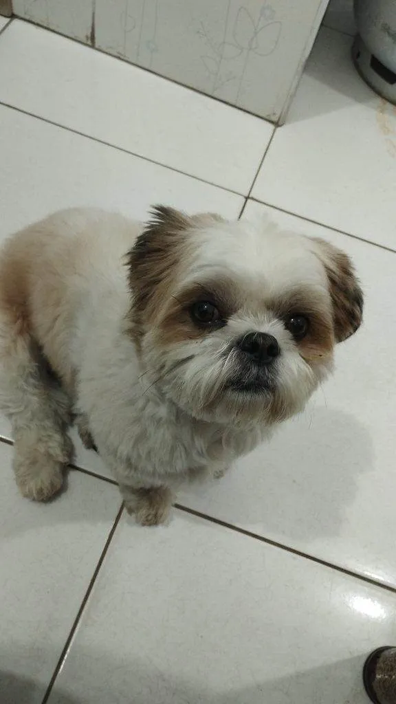 Cachorro ra a Shitzu idade 7 a 11 meses nome Shitzu Urgente