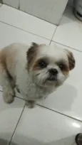 Shitzu Urgente