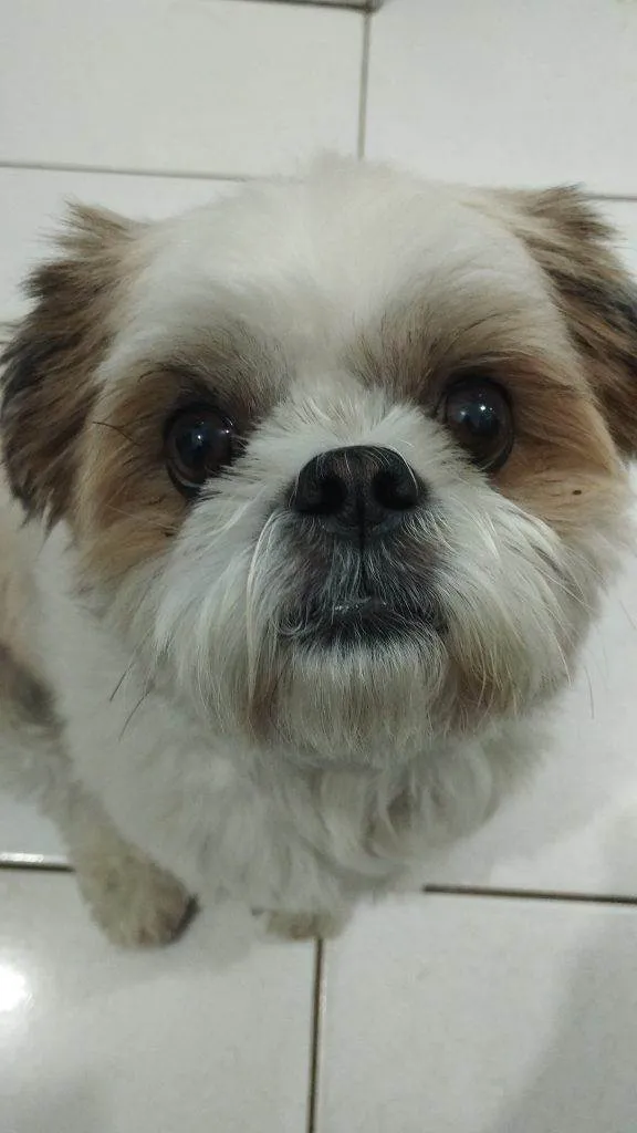Cachorro ra a Shitzu idade 7 a 11 meses nome Shitzu Urgente