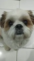 Shitzu Urgente