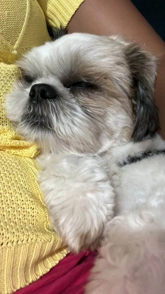 Cachorro ra a Shitzu idade 7 a 11 meses nome Shitzu Urgente