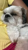 Shitzu Urgente