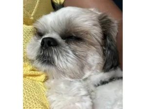 Cachorro raça Shitzu idade 7 a 11 meses nome Shitzu Urgente