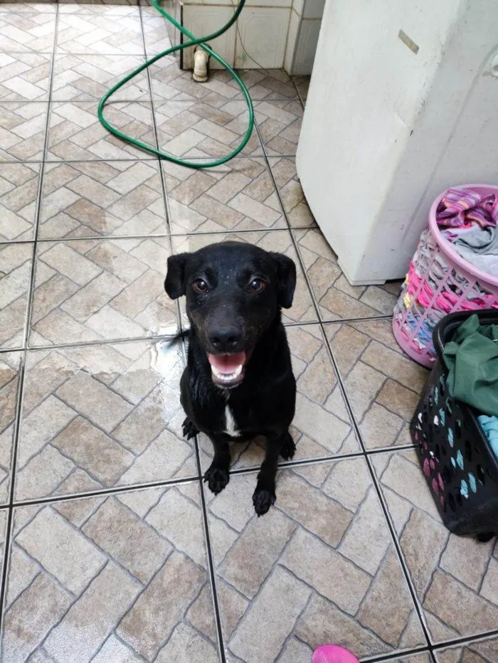 Cachorro ra a SRD-ViraLata idade 7 a 11 meses nome Luke Urgente