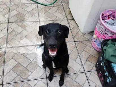 Cachorro raça SRD-ViraLata idade 7 a 11 meses nome Luke Urgente