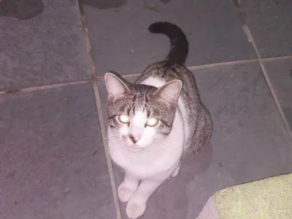 Gato raça SRD-ViraLata idade 1 ano nome Polo