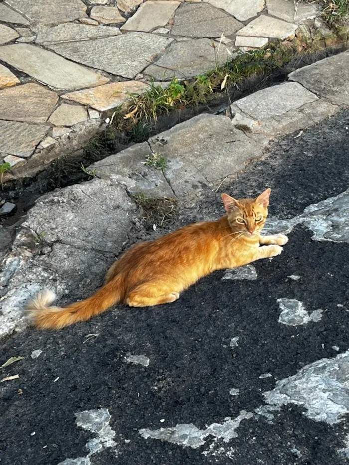 Gato ra a SRD-ViraLata idade 2 a 6 meses nome Crespo