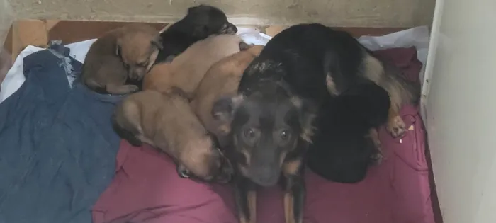 Cachorro ra a SRD-ViraLata idade 7 a 11 meses nome Diana