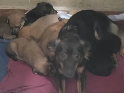 Cachorro raça SRD-ViraLata idade 7 a 11 meses nome Diana