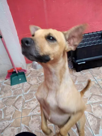 Cachorro raça SRD-ViraLata idade 3 anos nome Killer
