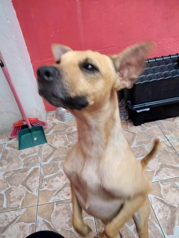 Cachorro ra a SRD-ViraLata idade 3 anos nome Killer