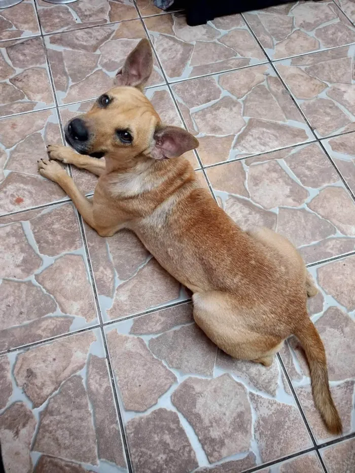 Cachorro ra a SRD-ViraLata idade 3 anos nome Killer