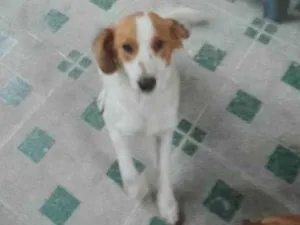 Cachorro raça SRD-ViraLata idade 7 a 11 meses nome Adoção Urgente