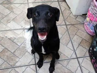 Cachorro raça SRD-ViraLata idade 7 a 11 meses nome Luke Urgente