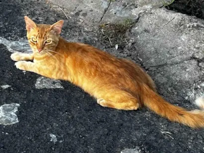 Gato raça SRD-ViraLata idade 2 a 6 meses nome Crespo