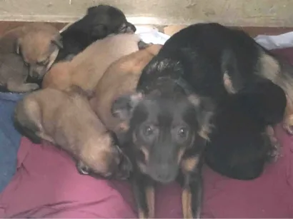 Cachorro raça SRD-ViraLata idade 7 a 11 meses nome Diana