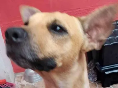 Cachorro raça SRD-ViraLata idade 3 anos nome Killer
