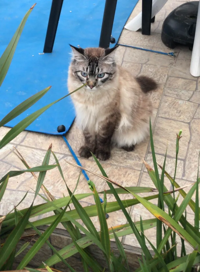 Gato ra a SRD-ViraLata idade 3 anos nome Bolacha