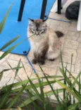 Bolacha