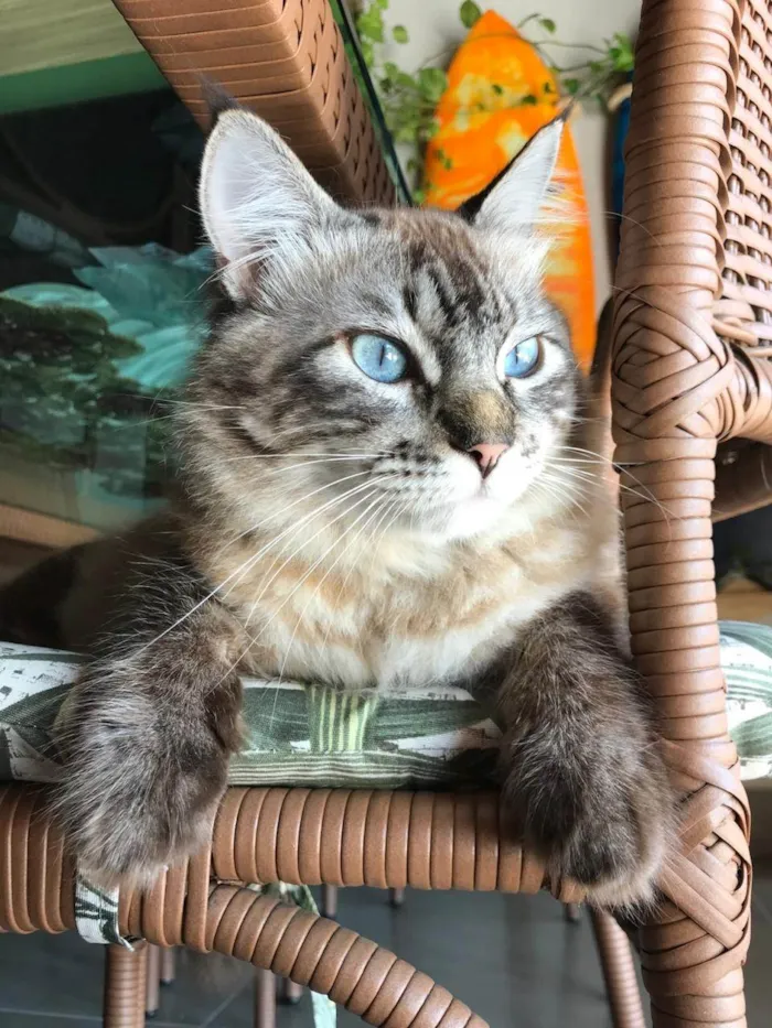 Gato ra a SRD-ViraLata idade 3 anos nome Bolacha